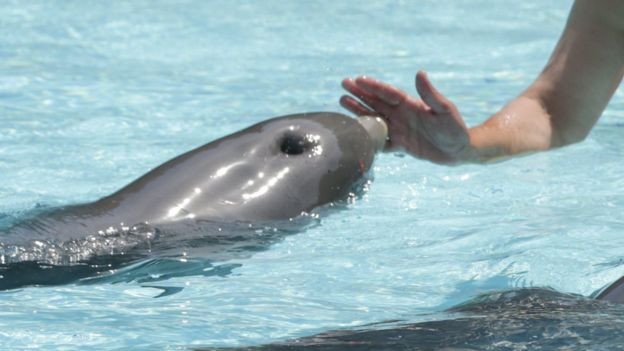 Ученые из Франции выяснили, что делает дельфинов в неволе счастливыми