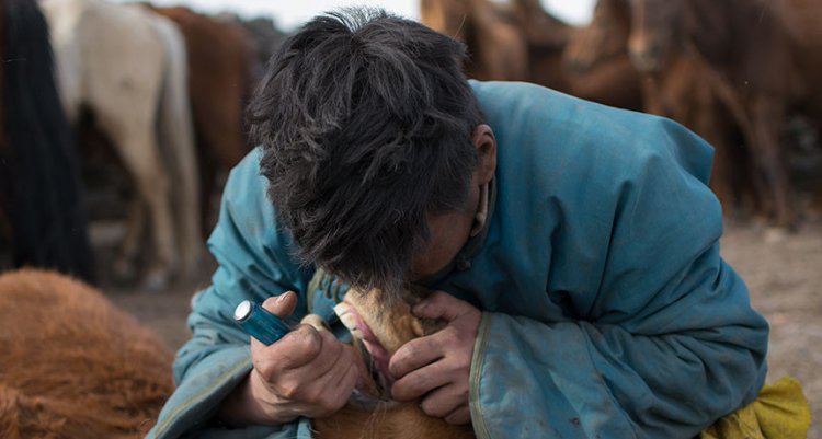 Археологи: монголы лечили зубы лошдям еще 3200 лет назад