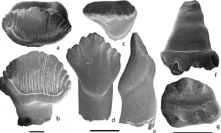 Teeth of Stegosauria indet/Averianov A, Martin T, Lopatin A, Skutschas P, Schellhorn R, Kolosov P, et al. (2018) A high-latitude fauna of mid-Mesozoic mammals from Yakutia, Russia. PLoS ONE 13(7): e0199983. https://doi.org/10.1371/journal.pone.0199983