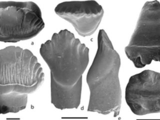 Teeth of Stegosauria indet/Averianov A, Martin T, Lopatin A, Skutschas P, Schellhorn R, Kolosov P, et al. (2018) A high-latitude fauna of mid-Mesozoic mammals from Yakutia, Russia. PLoS ONE 13(7): e0199983. https://doi.org/10.1371/journal.pone.0199983