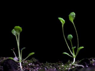 Производство гормона в корнях растений помогает им выживать