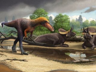 Обнаружены окаменелые останки «младшего брата» тираннозавра рекса