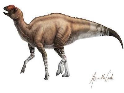 Обнаружен новый вид утконосого динозавра