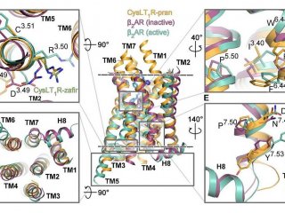 Участки CysLT1 (обозначены оранжевым цветом), отвечающие за активацию рецептора, в сравнении с другими GPCR © Luginina et al., Science Advances