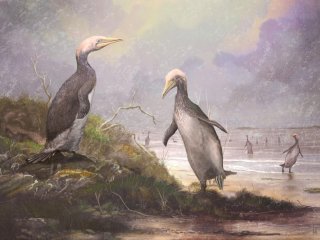 У древних пингвинов Новой Зеландии были «двойники» в Северном полушарии