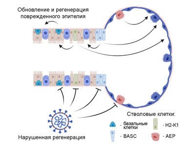 Стволовые клетки могут быть чувствительны к SARS-CoV-2. Изображение: Евгений Шеваль / МГУ