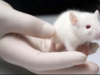 Выявлено как половое различие животных влияет на иммунный ответ при воспалениях