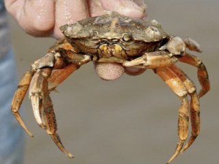 Что «самочувствие» водных обитателей рассказало о воде