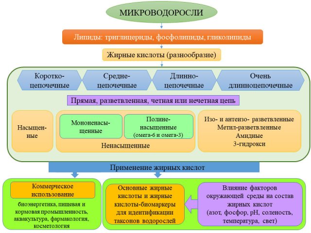 Ученые описали разнообразие жирных кислот в микроводорослях