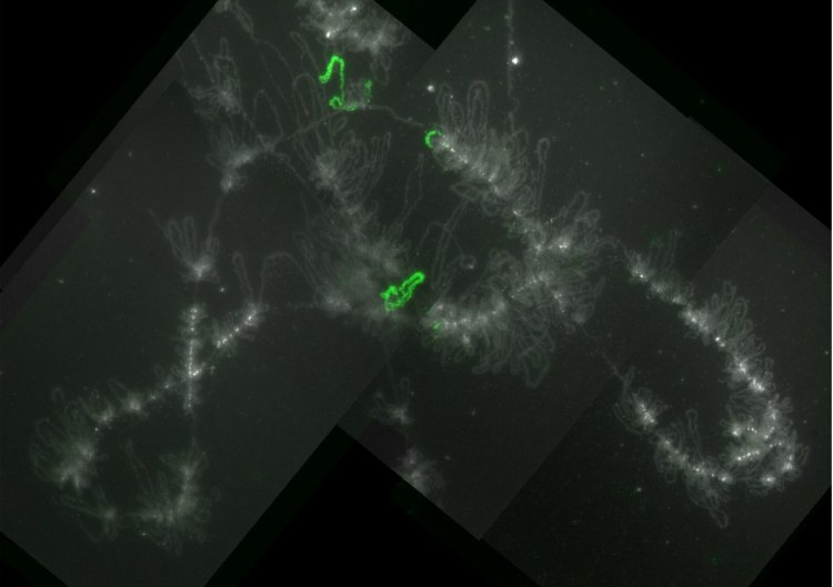 Пример мечения генов на боковых петлях хромосом типа ламповых щеток курицы методом FISH. Масштабная линейка – 20 мкм. Иллюстрация из статьи: Kulikova et al. / Chromosoma, 2022