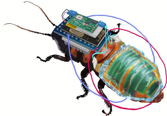 Разработан дистанционно управляемый робот-жук