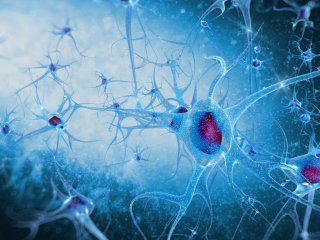 Прионы дрожжей помогут понять особенности развития нейродегенеративных заболеваний