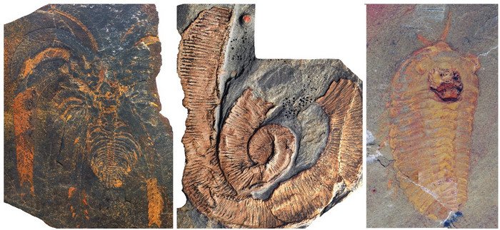 Гигантские членистоногие доминировали в морях 470 миллионов лет назад