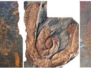 Гигантские членистоногие доминировали в морях 470 миллионов лет назад