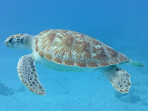 Впервые создана биофизическая модель плавающей черепахи
