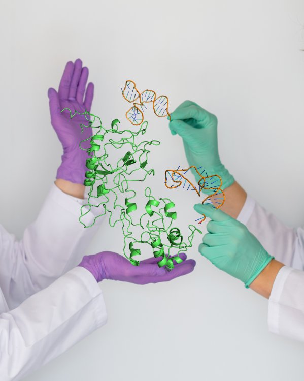 Модель соединения аптамеров с N-белком коронавируса. Источник: Анна Кичкайло