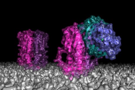 Как пептиды обманут бактерию