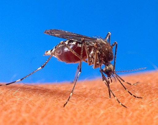 Вакцину от малярии ищут с оптическим пинцетом