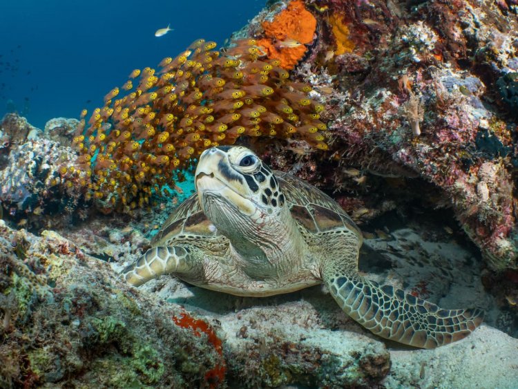 Морская черепаха. Фотоконкурс Всемирного дня океанов ООН 2019 г. Источник: Галис Хоарау (Galice Hoarau) / ООН