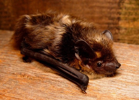 Специалисты Горного института УрО РАН изучают популяцию летучих мышей в Кунгурской пещере по голосам животных. Фото: Mnolf / Wikipedia