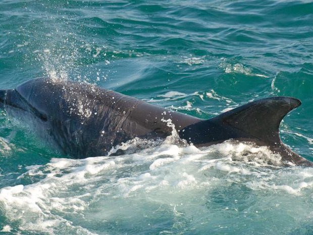 Дельфин-афалина плавает в заливе Сент-Айвз, Корнуолл (Великобритания)