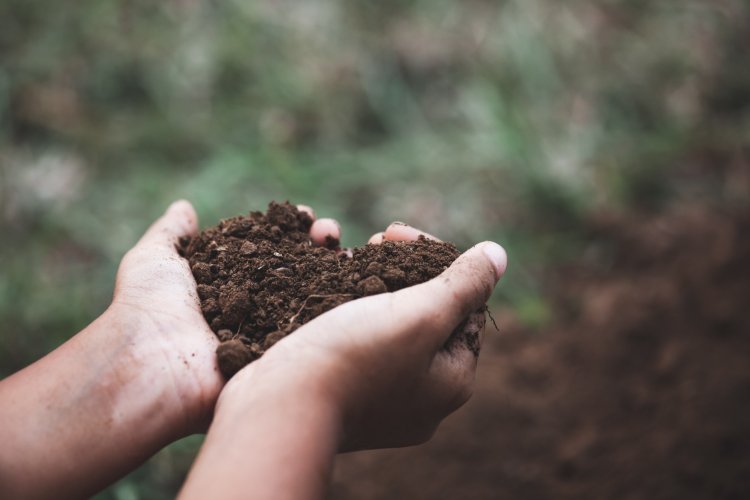 В МГУ научились предотвращать эрозию почвы с помощью полимеров