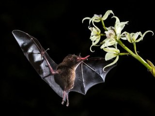 Летучие мыши - единственные млекопитающие, способные к полету, они имеют специализированное строение тела, особенно в морфологии конечностей. Фото: Zdeněk Macháček