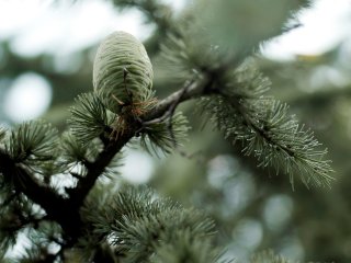 Хвойные деревья. Фото: inspirestock / 123RF