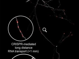 Изображение, демонстрирующее опосредованный CRISPR-перенос терапевтической РНК на большие расстояния для восстановления повреждённых нейронов головного мозга. Терапевтическая РНК отмечена красным. Фото: Mengting Han / Stanford University