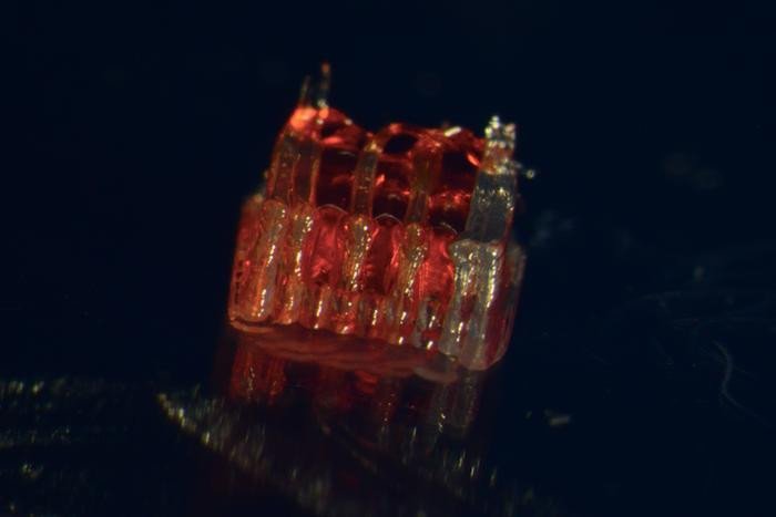 Новое исследование объединяет в себе 3D-печать, биологию стволовых клеток и выращивание тканей в лаборатории для лечения травм спинного мозга. Фото: McAlpine Research Group, University of Minnesota