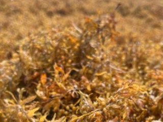 Большое количество бурых водорослей выбросило на пляжи на севере Бразилии, в странах Карибского бассейна и в США. Фото: João Adriano Rossignolo/FZEA-USP