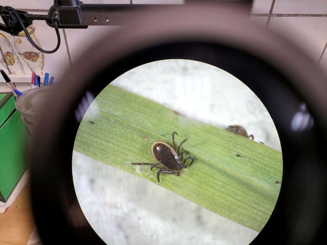 Взрослая особь (самец) таежного клеща Ixodes persulcatus. Фото С.В. Бугмырин  Институт биологии КарНЦ РАН