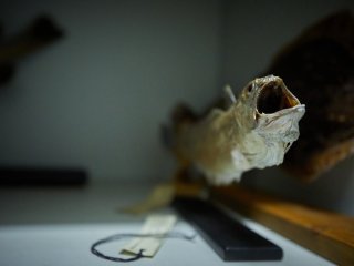 Фото: Елена Либрик / Научная Россия