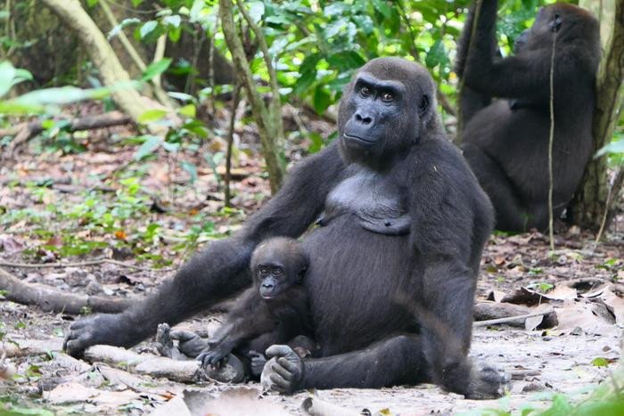 Амбия и Малумби — западные равнинные гориллы (Gorilla gorilla gorilla) в национальном парке Лоанго. Фото: © Martha Robbins / research by Johanna Stärk et al. (2025)