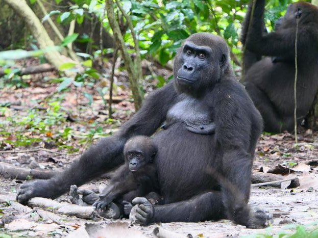 Амбия и Малумби — западные равнинные гориллы (Gorilla gorilla gorilla) в национальном парке Лоанго. Фото: © Martha Robbins / research by Johanna Stärk et al. (2025)