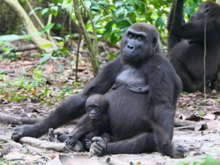 Амбия и Малумби — западные равнинные гориллы (Gorilla gorilla gorilla) в национальном парке Лоанго. Фото: © Martha Robbins / research by Johanna Stärk et al. (2025)