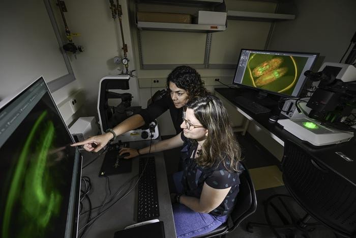 Эррера-Перес и аспирантка в области биомедицинской инженерии Мария Камила Ферручо используют флуоресцентный микроскоп, чтобы наблюдать, как воздействие на белки влияет на развитие нервной системы. Фото: University of Rochester photo / J. Adam Fenster