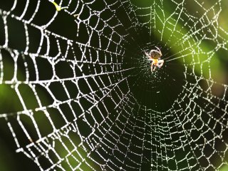 Как переносят холод пауки, не впадающие в зимнюю спячку. Фото: ru.123rf.com