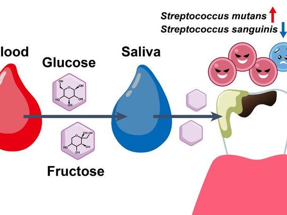 Схематичный обзор исследования. Фото: Akito Sakanaka, Kuboniwa Laboratory / The University of Osaka