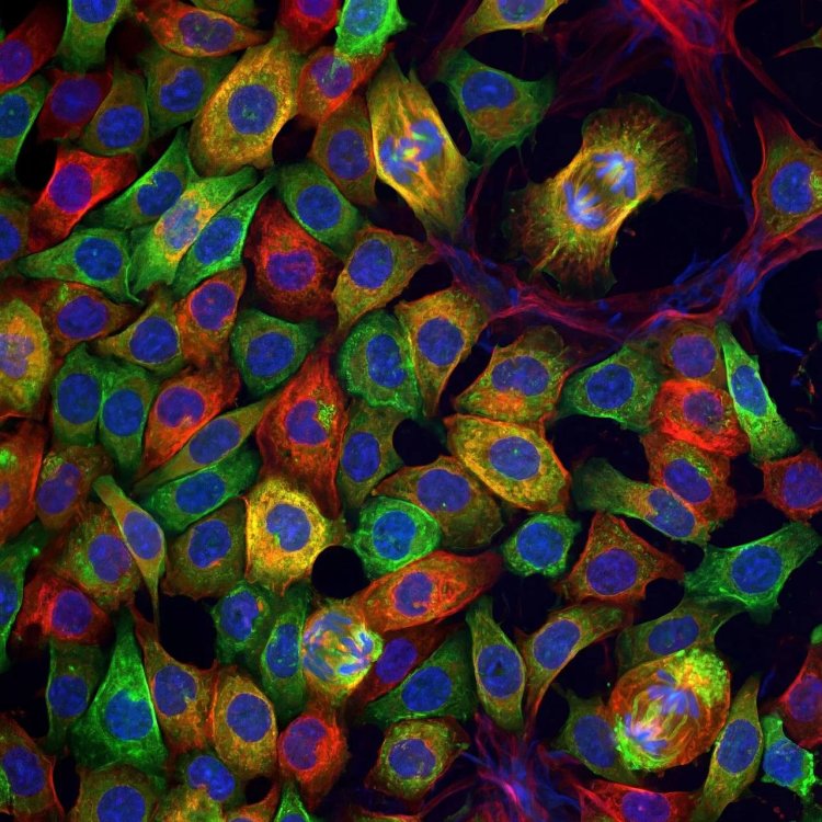 Сгенерированная картинка культуры клеток, похожих на наши. Источник: Денис Никишин, биологический факультет МГУ