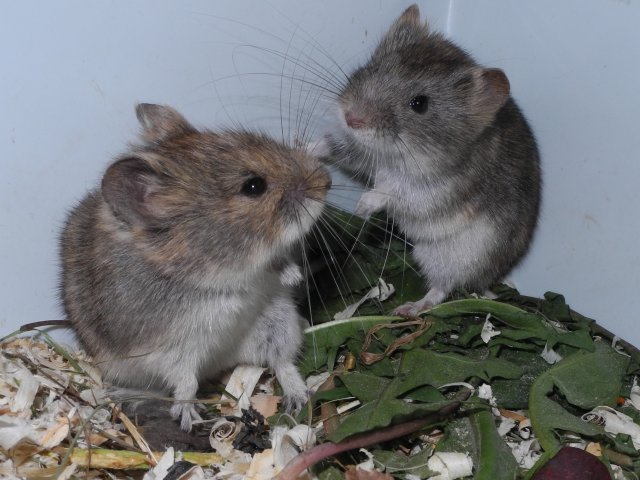 Ольхонская и тувинская полевки. Фото Натали Лопатиной