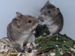 Ольхонская и тувинская полевки. Фото Натали Лопатиной