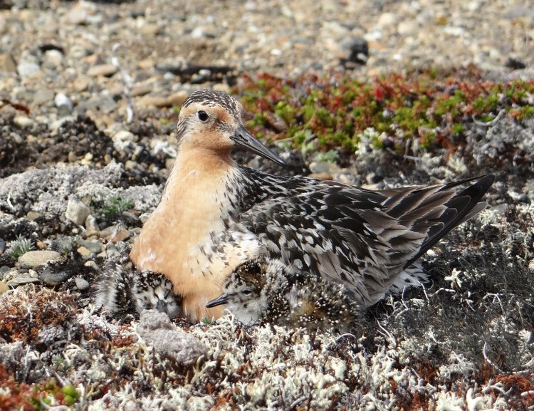 ����������&nbsp; ���: ���������� ���������� �������� � �������� ����������� �������