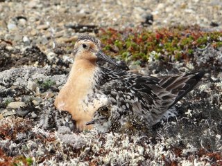Исландский лопатень. Фото: Павел Томкович/МГУ