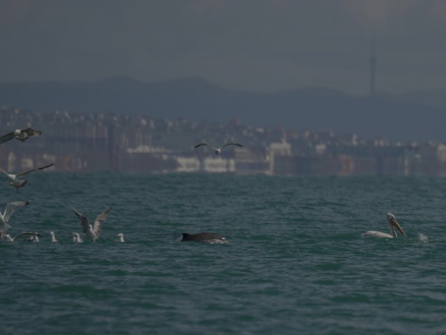 Автор фото: Максим Толстой