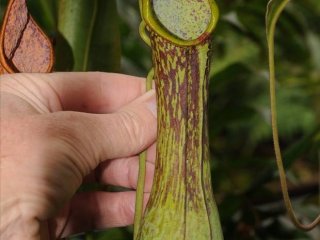 Неизвестное плотоядное растение обнаружено в Лондоне