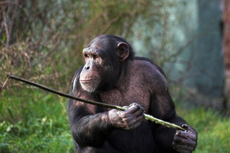 Шимпанзе Фонголи охотятся с помощью «оружия», причем самки гораздо чаще