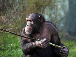 Шимпанзе Фонголи охотятся с помощью «оружия», причем самки гораздо чаще