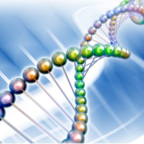 ДНК сперматозоида имеет заданную трехмерную структуру и передает ее по наследству