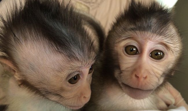 Китайские ученые создали аутичных обезьян, чтобы их вылечить